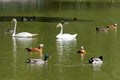 White swans, ducks and other waterfowl swim Royalty Free Stock Photo