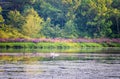 Swans, ducks and purple wild flowers on the Charles River in Summer