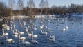 White swans and ducks swim peacefully in a blue ice-free lake. Royalty Free Stock Photo