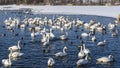 White swans and ducks swim peacefully in the ice-free lake. Royalty Free Stock Photo