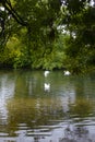 White swans and ducks swimming on a green forest lake pond under the rain landscape Royalty Free Stock Photo