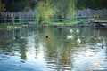 White swans and ducks swimming in the pond in autumn park at sunset. Royalty Free Stock Photo