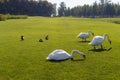 White swans eating grass with ducks in green summer park. Wild birds concept.