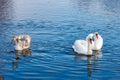 White swans family on the water surface of the river Royalty Free Stock Photo