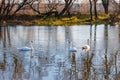 White swans family on the water surface of the river Royalty Free Stock Photo