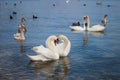 White swans Royalty Free Stock Photo