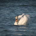 White swans floating on the water Royalty Free Stock Photo