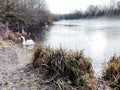 White swans floating in the winter lake in the morning, steam fog over the water surface Royalty Free Stock Photo