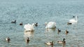 White swans flock and ducks swim on the lake