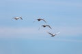 White swans fly on a blue sky background Royalty Free Stock Photo