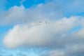 White swans flying in a blue cloudy sky, Finland Royalty Free Stock Photo