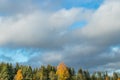 White swans flying in a blue cloudy sky, Finland Royalty Free Stock Photo