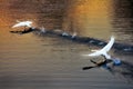 White swans flying over a lake during sunset Royalty Free Stock Photo