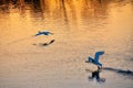 White swans flying over a lake during sunset with golden reflection on the water Royalty Free Stock Photo