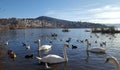 White swans in front of Kastoria town at the Orestiada lake in Greece