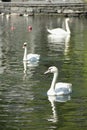 White Swans Royalty Free Stock Photo