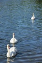 White Swans Royalty Free Stock Photo