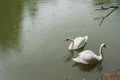 white swans group on the lake swim well under the bright sun Royalty Free Stock Photo