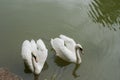 white swans group on the lake swim well under the bright sun Royalty Free Stock Photo