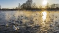 White swans on an ice-free lake during sunset. Royalty Free Stock Photo