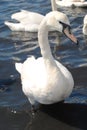 White swans Royalty Free Stock Photo