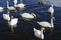 Swans swimming in the water during wintertime. Royalty Free Stock Photo