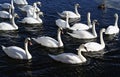 Swans swimming in the water during wintertime. Royalty Free Stock Photo