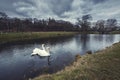 white swans on a lake in the center of the old city of Vilnius, Lithuania, Royalty Free Stock Photo