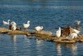 White swans in lake water. Group of swans on stones Royalty Free Stock Photo