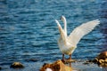 White swans in lake water. Swan on stones flaps its wings Royalty Free Stock Photo