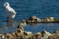 White swans in lake water. Two swans on stones. Ugly duck Royalty Free Stock Photo