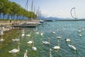 White swans in Lausanne, Switzerland in Ouchy port marina. Royalty Free Stock Photo