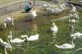 White swans in Lausanne, Switzerland in Ouchy port marina. Royalty Free Stock Photo