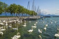 White swans in Lausanne, Switzerland in Ouchy port marina. Royalty Free Stock Photo