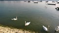 White swans Royalty Free Stock Photo