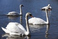 white swans living on the lake near the city Royalty Free Stock Photo