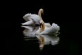 Swans pair dances synchronously and gracefully on lake on dark background Royalty Free Stock Photo