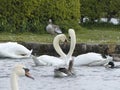 White swans, mallards and geese at a lake