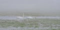White swans in morning fog Royalty Free Stock Photo