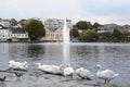 White swans near Breiavatnet lake. Stavanger. Rogaland county. Norway
