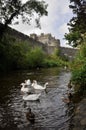 White swans near Cahir castle, Ireland Royalty Free Stock Photo