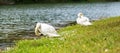 White swans near river and forest, scenic of Pang Oung lake, Mae Hong Son, Thailand. travel and vacation concept Royalty Free Stock Photo