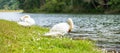 White swans near river and forest, scenic of Pang Oung lake, Mae Hong Son, Thailand. travel and vacation concept Royalty Free Stock Photo