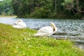 White swans near river and forest, scenic of Pang Oung lake, Mae Hong Son, Thailand. travel and vacation concept Royalty Free Stock Photo