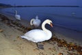 White swans at night beach Royalty Free Stock Photo