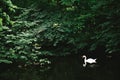 White swans of Nymphenburg Palace