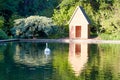 white swans on the pond in the city park Royalty Free Stock Photo