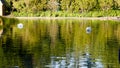 white swans on the pond in the city park Royalty Free Stock Photo