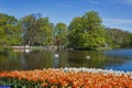 White swans in the pond of the park Royalty Free Stock Photo