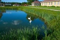 White swans on the pond with a reflection of the clouds Royalty Free Stock Photo